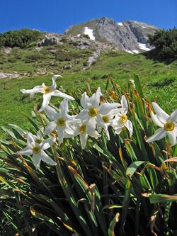 Narcissus poeticus blooming in Styria, Austria