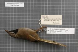 Naturalis Biodiversity Center - RMNH.AVES.146843 1 - Psophodes nigrogularis subsp. - Turdidae - bird skin specimen.jpeg