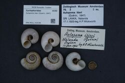 Naturalis Biodiversity Center - ZMA.MOLL.316196 - Aulopoma itieri (Guerin-Meneville, 1847) - Cyclophoridae - Mollusc shell.jpeg