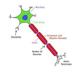 Axons of neurons are wrapped by several myelin sheaths, which shield the axon from extracellular fluid. There are short gaps between the myelin sheaths known as nodes of Ranvier where the axon is directly exposed to the surrounding extracellular fluid.
