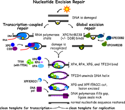 Nucleotide Excision Repair-journal.pbio.0040203.g001.png