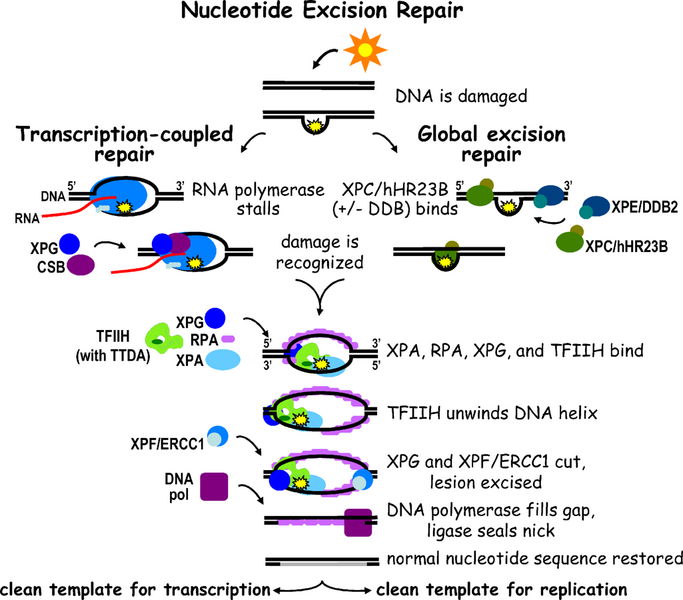 File:Nucleotide Excision Repair-journal.pbio.0040203.g001.png