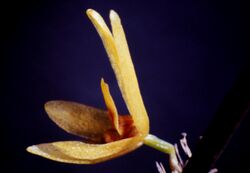 Octomeria brevifolia-02.jpg