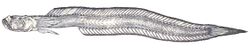 Odontamblyopus lacepedii (Temminck et Schlegel,1845).jpg