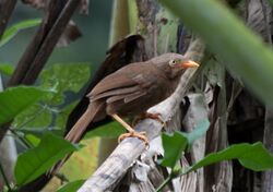 Orange-billed babbler (18909680320).jpg