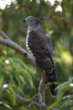 Pacific Baza kobble08ed.JPG