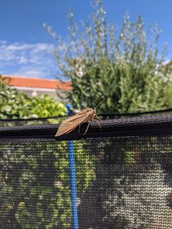 Palm moth, August 2020, France.jpg