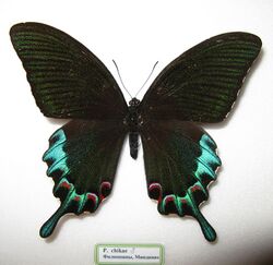 Papilio chikae male.JPG