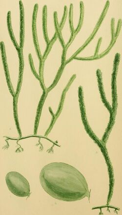 Illustration of "Caulerpa simpliciuscula"