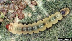 Phyllonorycter froelichiella larva.jpg