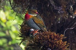Pireola whitelyi - Red-banded Fruiteater (male); Mount Roraima, Venezuela.jpg