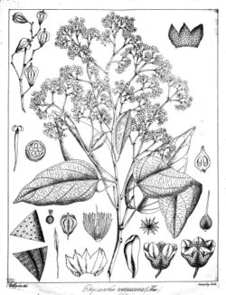 Pityranthe verrucosa Govindoo.jpg
