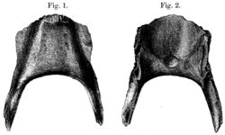 Subfossil broad-billed parrot mandible