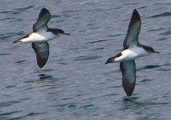 Puffinus puffinus -Iceland -flying-6 cropped.jpg