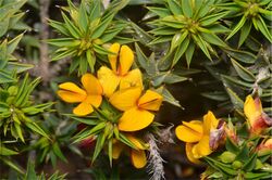 Pultenaea rigida.jpg