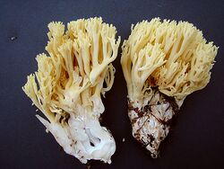 Ramaria cystidiophora - Flickr - Dick Culbert.jpg