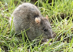 Rattus norvegicus - Brown rat 02.jpg