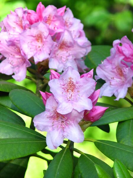 File:Rhododendron catawbiense 01.JPG