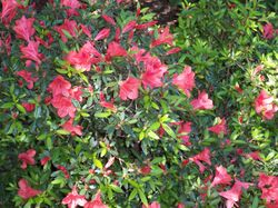 Rhododendron nakaharai.jpg