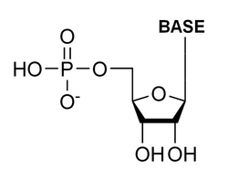 Ribonucleotide General.png