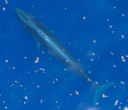 Aerial photo of a Rice's whale