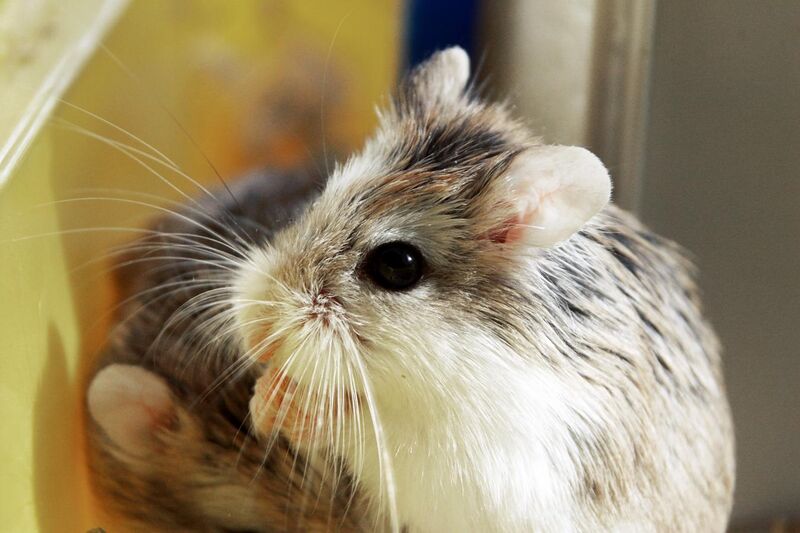 File:Roborovski Hamster eating.jpg