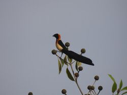 Sahel Paradise Whydah.jpg