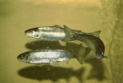 Salmo salar smolts.jpg