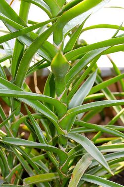 Sansevieria bagamoyensis pm.jpg