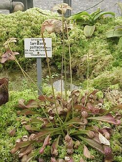 Sarracenia psittacina2.jpg