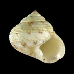 Seashell Rossiteria pseudonucleolus.jpg
