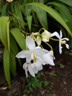 Spathoglottis plicata (Philippine ground orchid) - white cultivar.jpg
