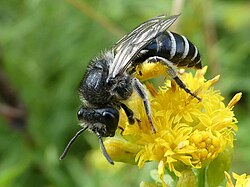 Spine-shouldered Cellophane Bee imported from iNaturalist photo 225706341 on 18 November 2023.jpg