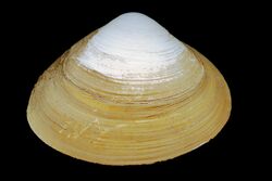 Photograph of an Atlantic surf clam, an animal with a spade-shaped off-white shell.