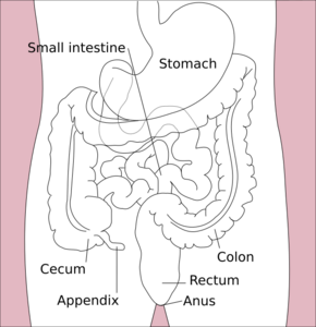 Stomach colon rectum diagram-en.svg