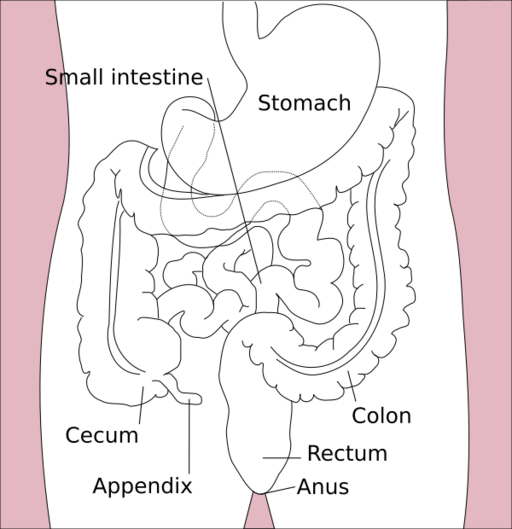 File:Stomach colon rectum diagram-en.svg