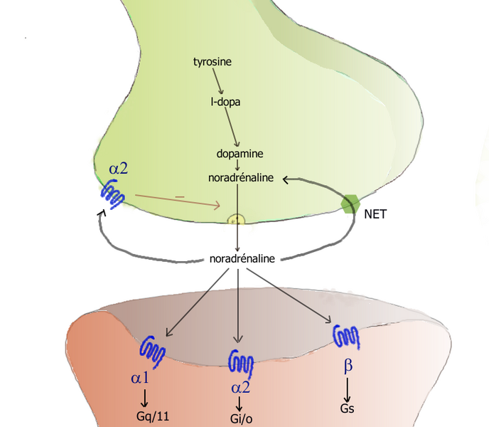 File:Synapse noradrenergique1.png