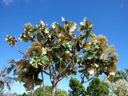 Tabaco (Paragynoxys undatifolia) - Planta endémica de la Sierra - Flickr - Alejandro Bayer.jpg