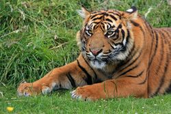 Tigre de Sumatra 2.jpg
