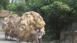 Transporting Jute In Rural Bangladeshi Village 05.jpg