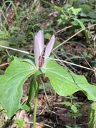 Trillium chloropetalum with pinkish petals observed on March 20 in San Mateo County, California