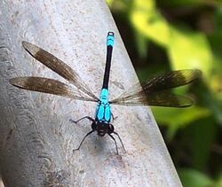 Tropical Rockmaster - Cairns Australia.jpg