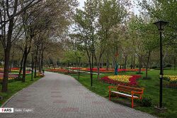 Tulips in Mellat park of Mashhad 2020-04-10 04.jpg