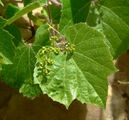 Vitis arizonica 2.jpg