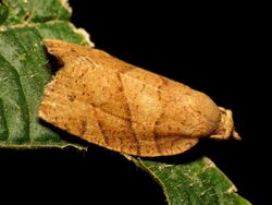 Woodgrain Leafroller Moth (29346086522).jpg