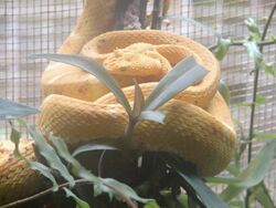 Yellow eyelash pit viper.jpg