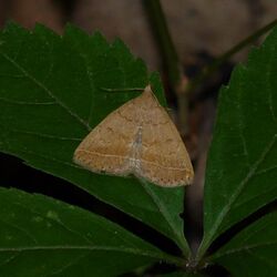 Zanclognatha jacchusalis.jpg