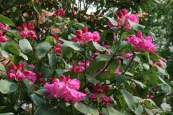 0 Rhododendron - Celles (Hainaut) 2.JPG