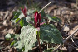 160228 trillium maculatum.jpg