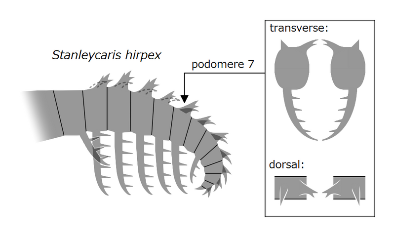 File:20210518 Radiodonta frontal appendage Stanleycaris hirpex.png
